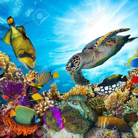 شقة L'Ocean Bleu Des Anses Fond Fleury المظهر الخارجي الصورة